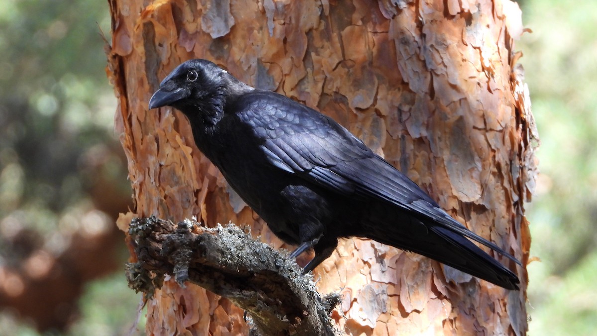 Carrion Crow - ML480288691