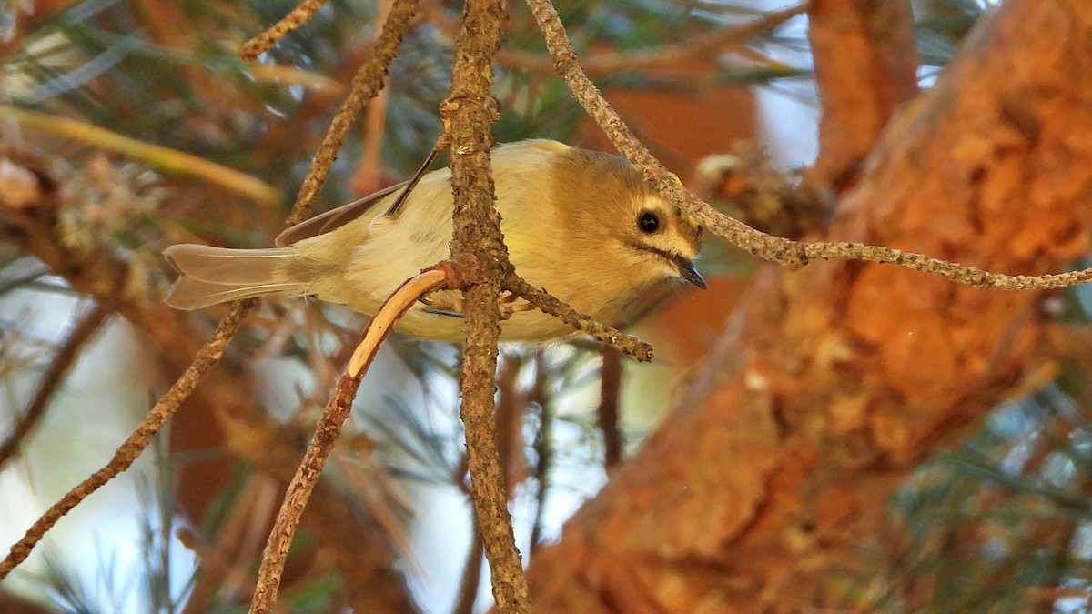 Goldcrest - ML480288791