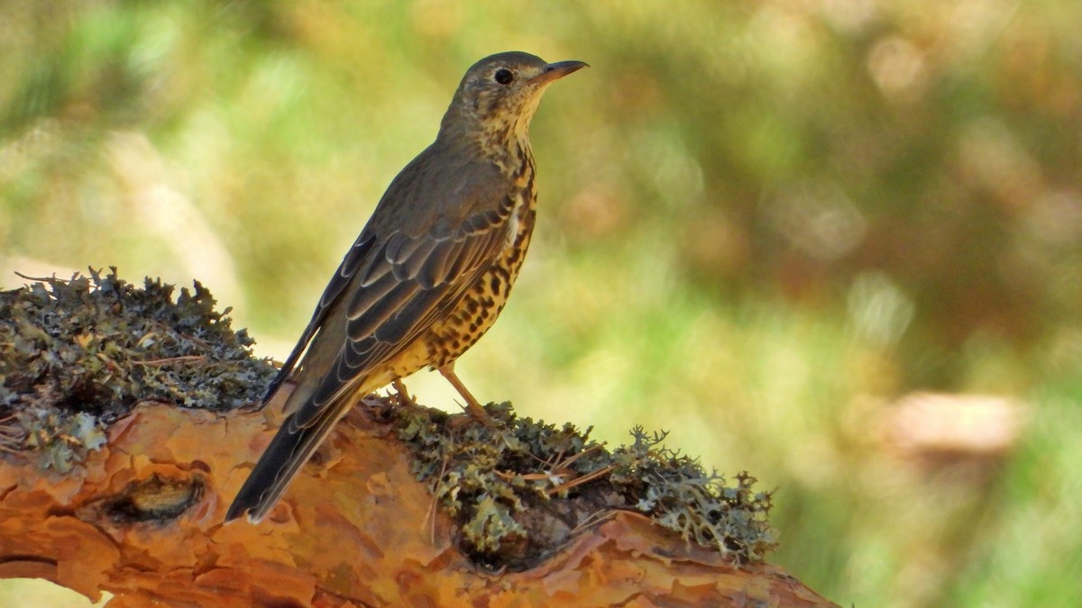 Mistle Thrush - ML480288871