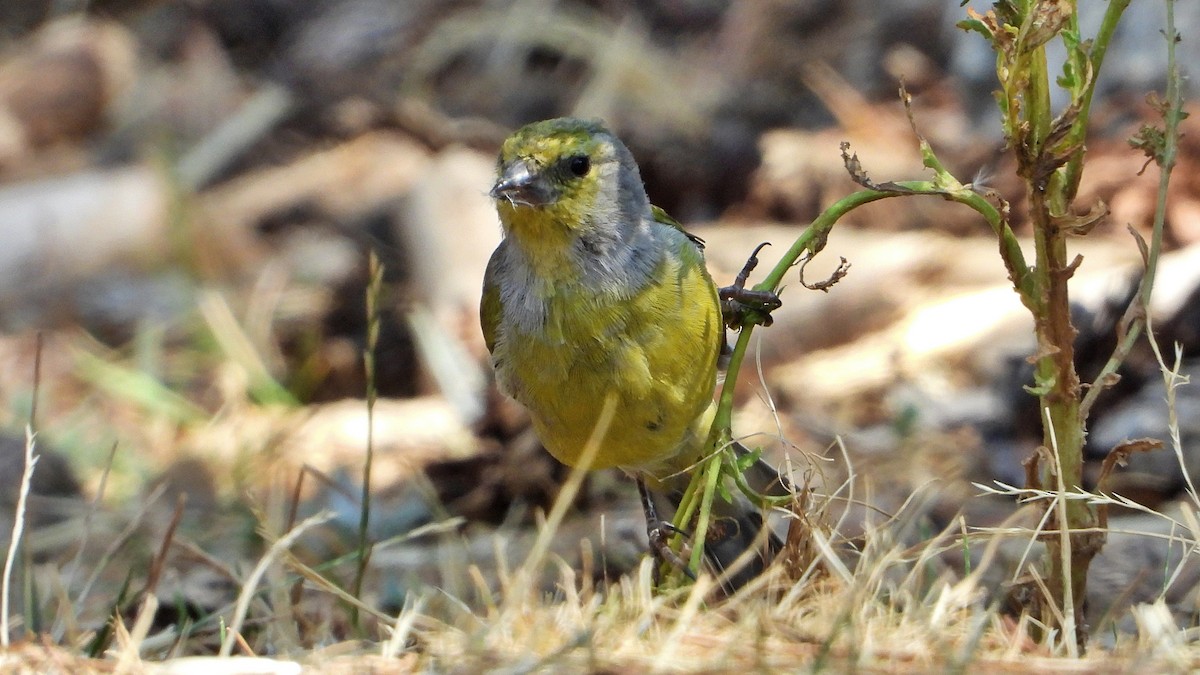 Citril Finch - ML480288961