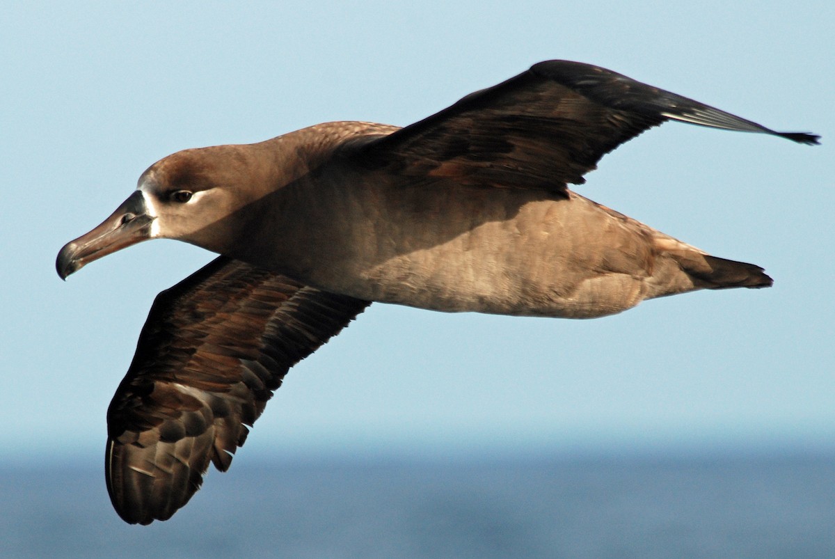 Kara Ayaklı Albatros - ML48028921