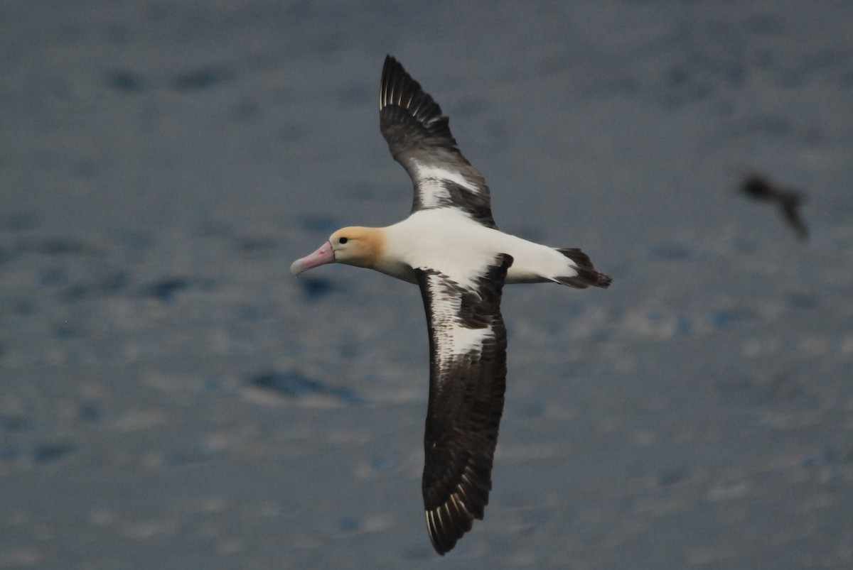 Short-tailed Albatross - Nigel Voaden