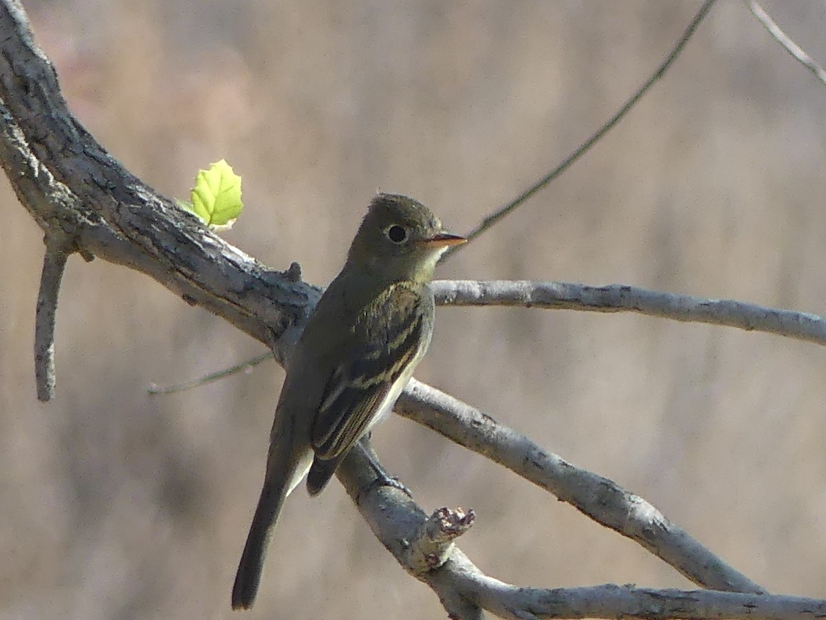 Western Flycatcher - ML480290621