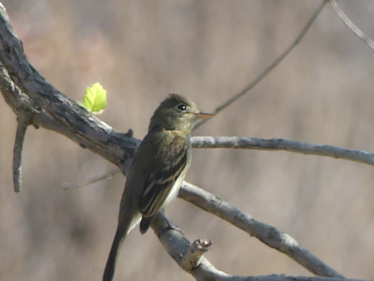 Western Flycatcher - ML480290631