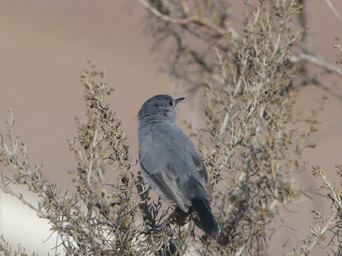 California Gnatcatcher - ML480290751