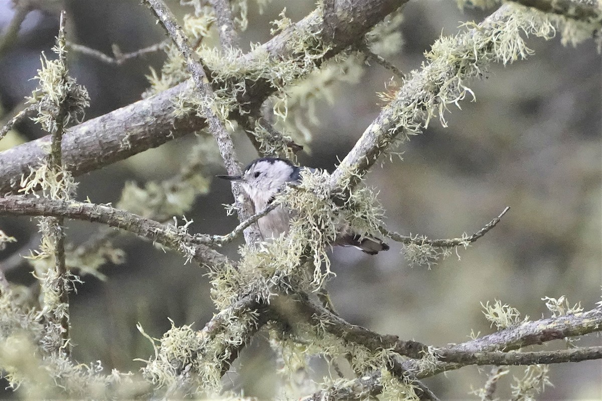 White-breasted Nuthatch - ML480291041