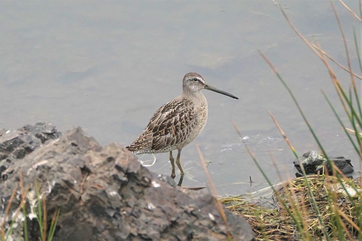 Short-billed Dowitcher - ML480292141