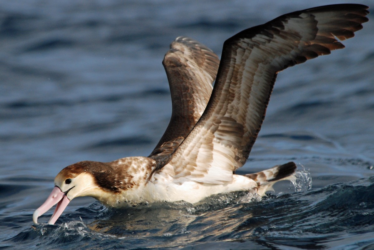 Short-tailed Albatross - Nigel Voaden