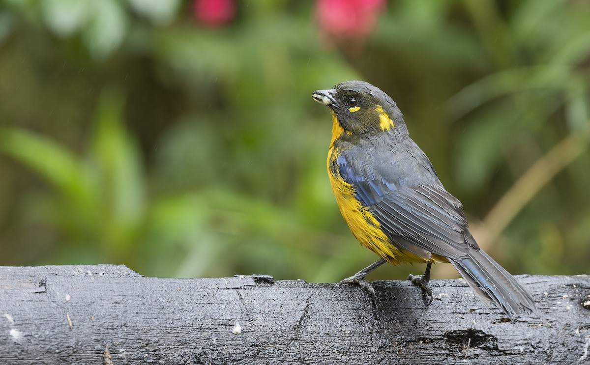 Lacrimose Mountain Tanager - Marky Mutchler