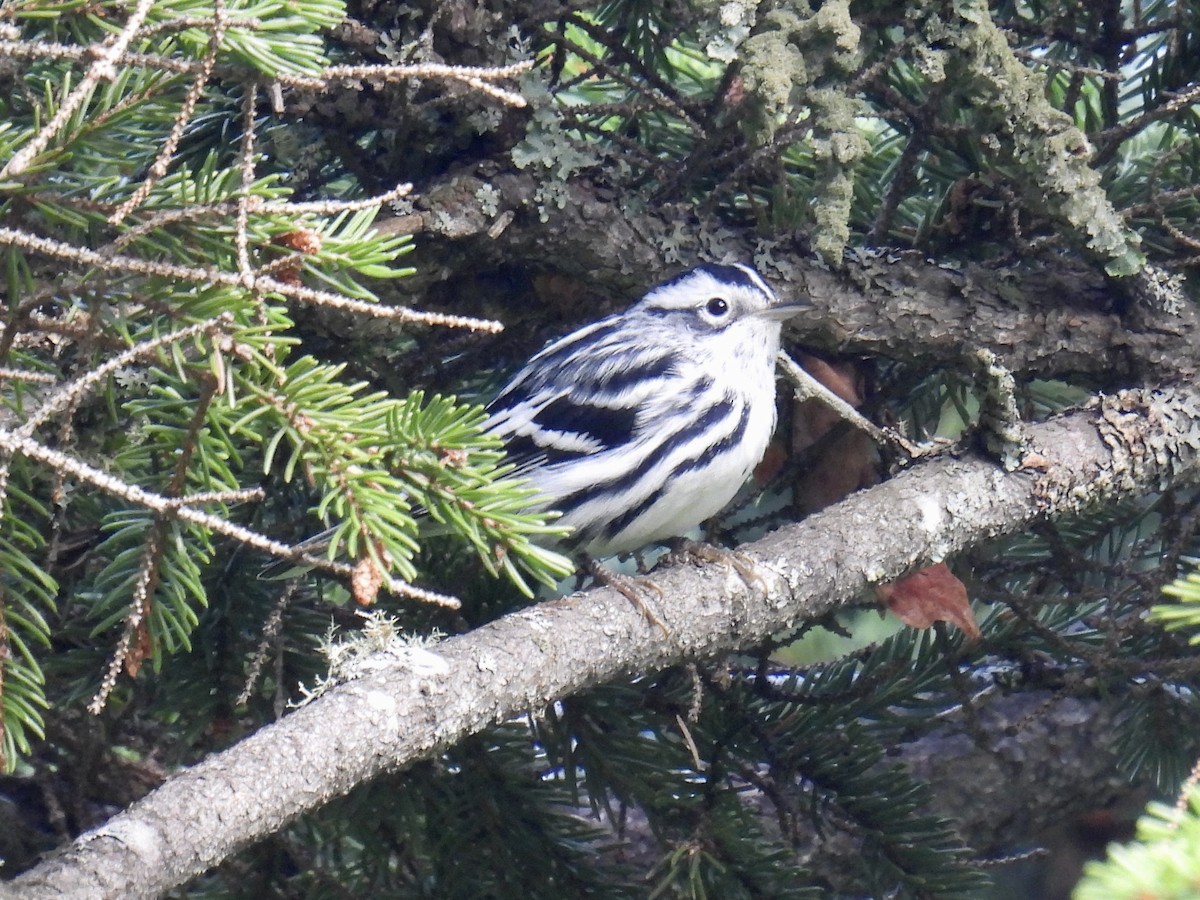 Black-and-white Warbler - Jeanne Tucker