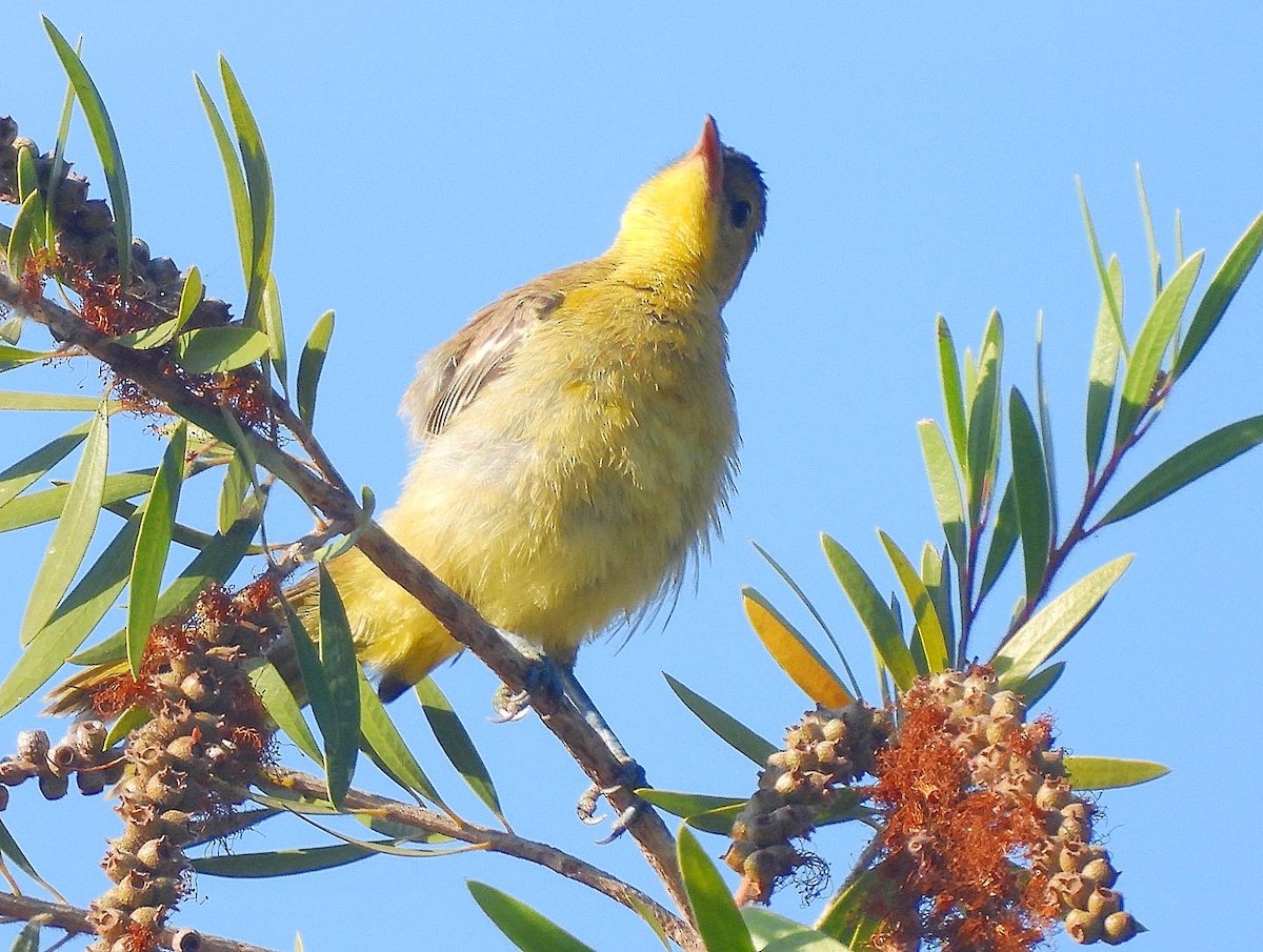 Hooded Oriole - Nick & Jane