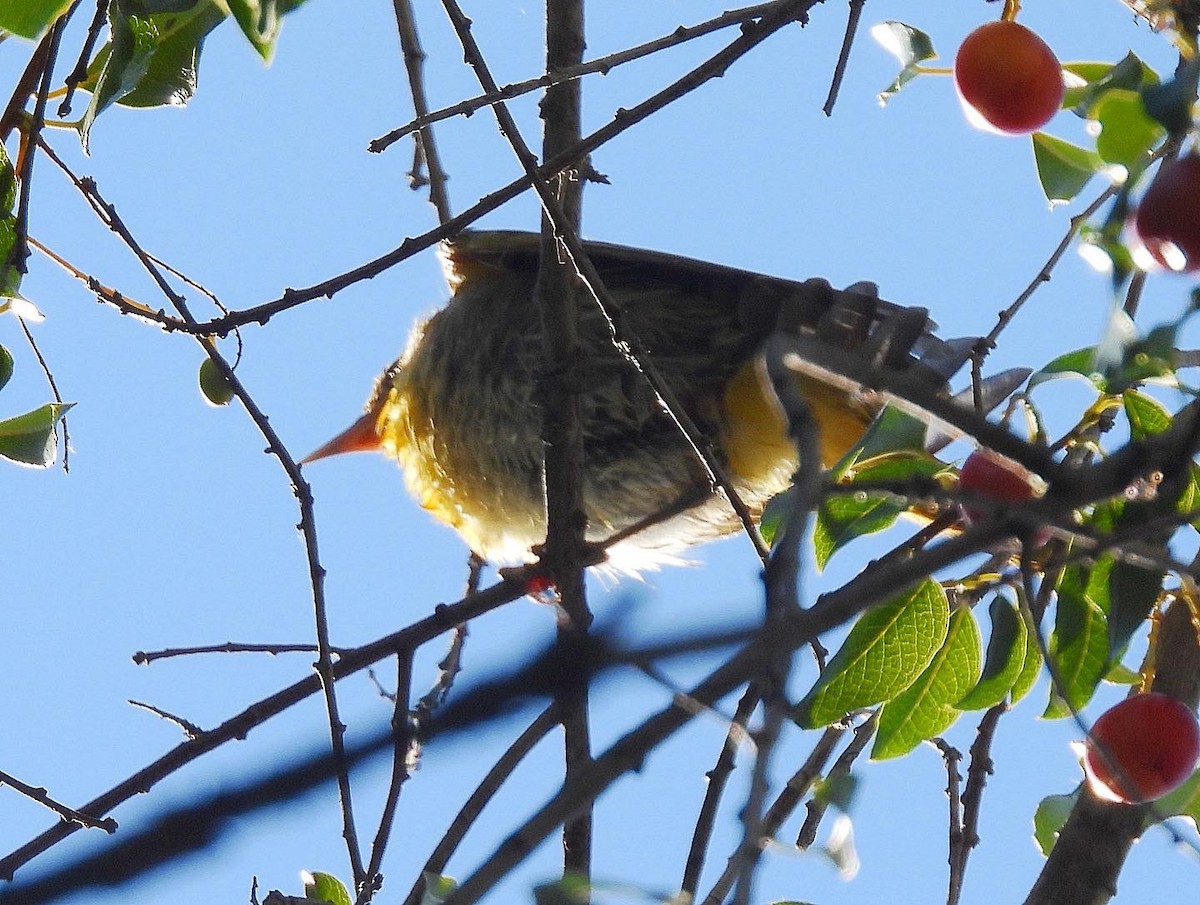 Hooded Oriole - ML480298921