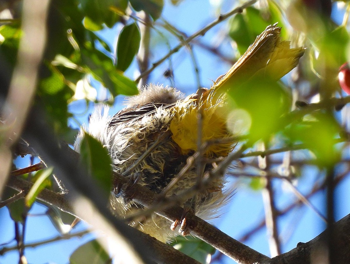 Hooded Oriole - ML480298931