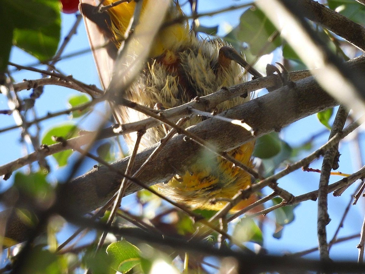 Hooded Oriole - Nick & Jane