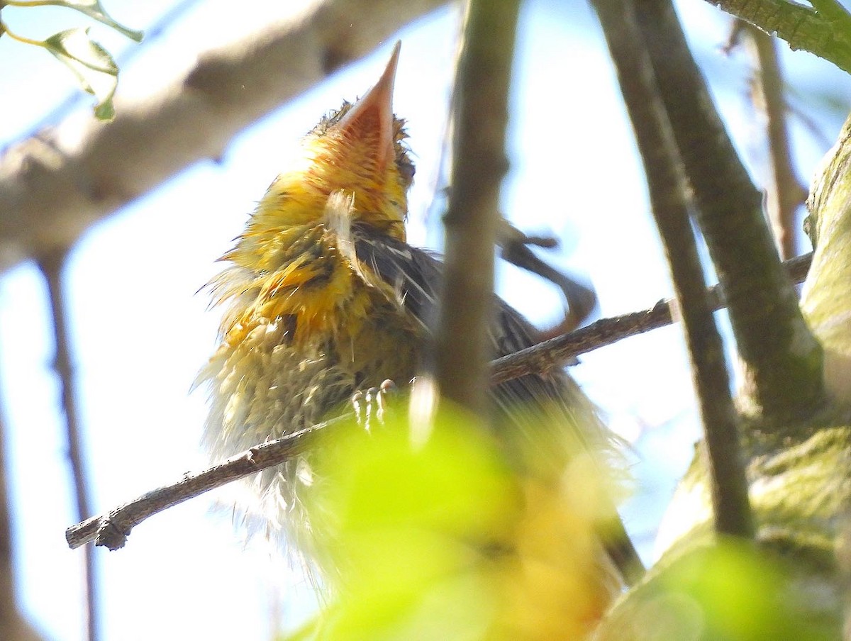 Hooded Oriole - ML480298961