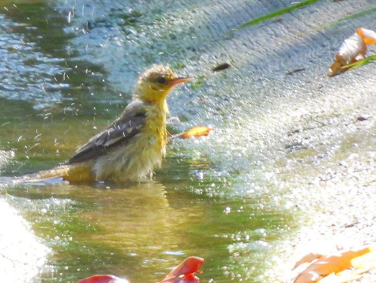 Hooded Oriole - Nick & Jane