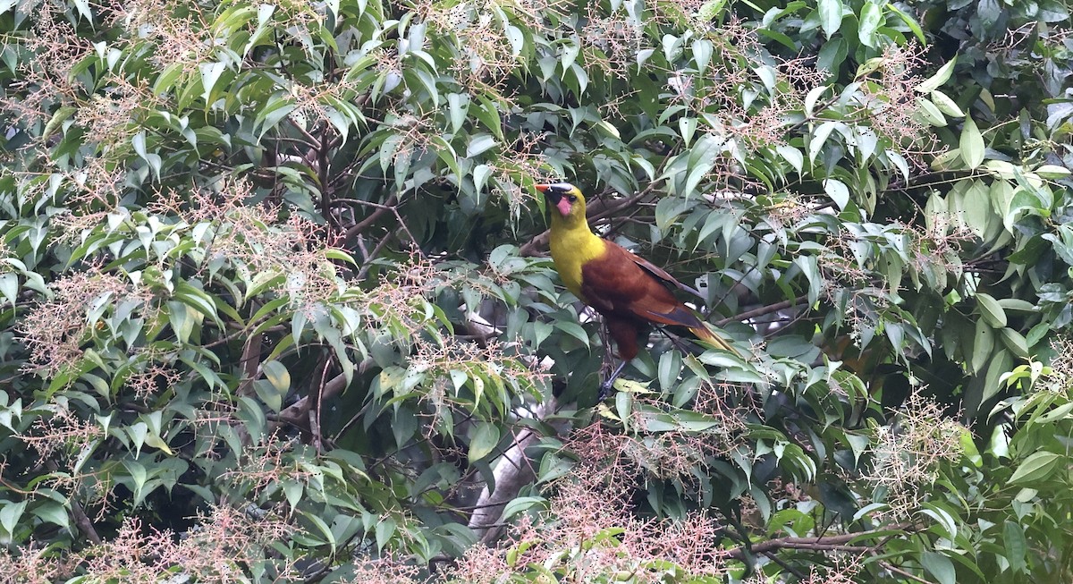 amazonoropendola (yuracares/neivae) - ML480298991