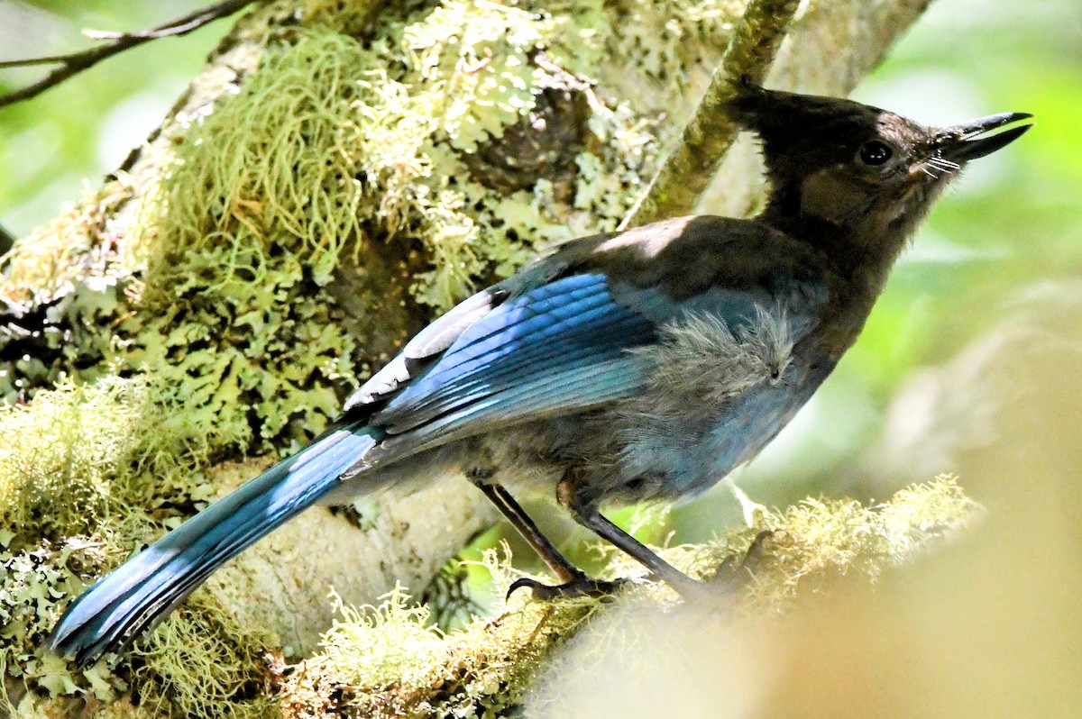 Steller's Jay - ML480299221