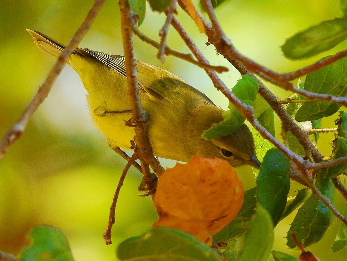 Orange-crowned Warbler - Nick & Jane