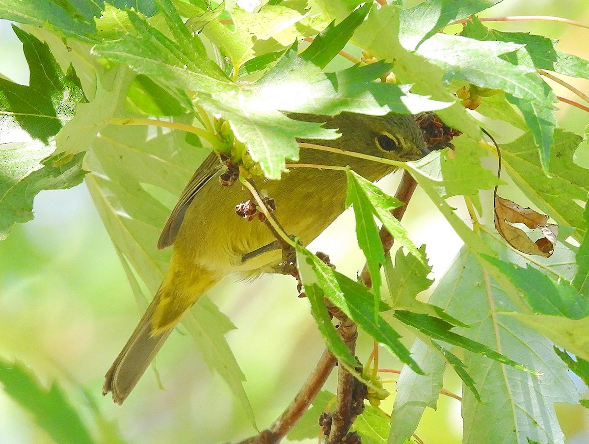 Orange-crowned Warbler - Nick & Jane