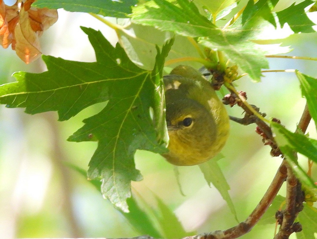 Orange-crowned Warbler - Nick & Jane