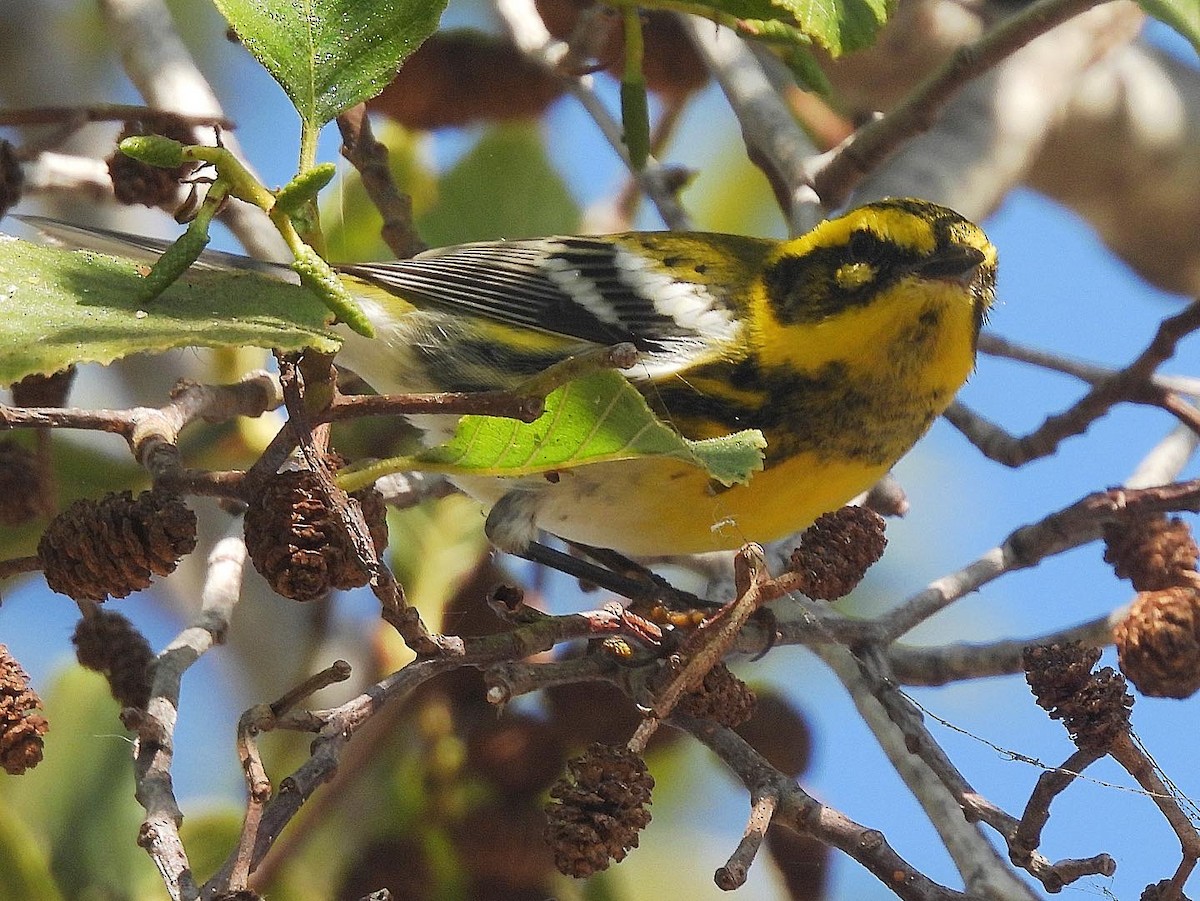 Townsend's Warbler - ML480300941