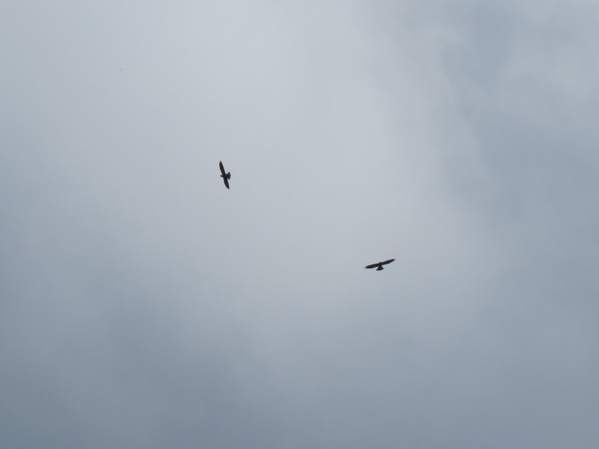 Mississippi Kite - ML480301641