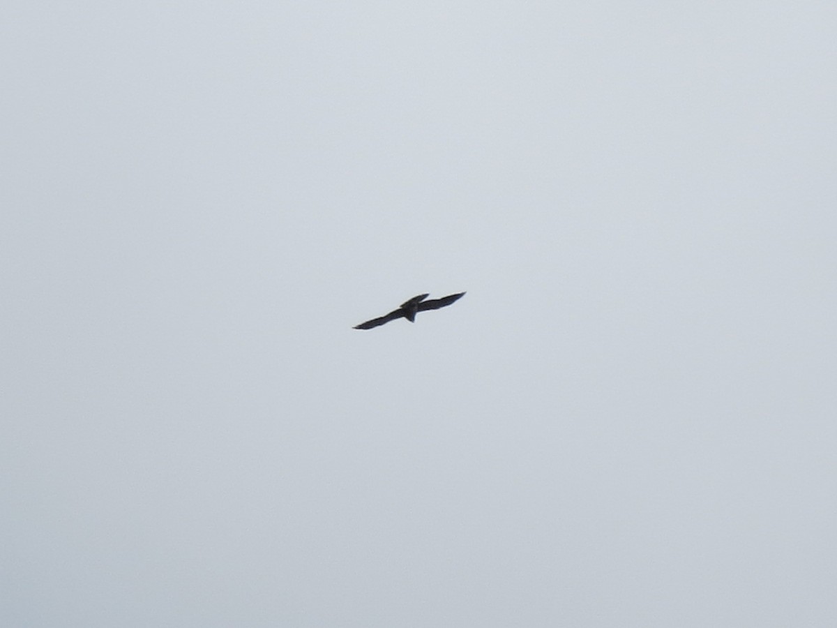 Mississippi Kite - ML480301651