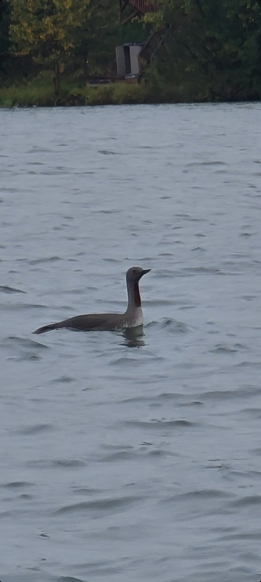 Red-throated Loon - ML480302021