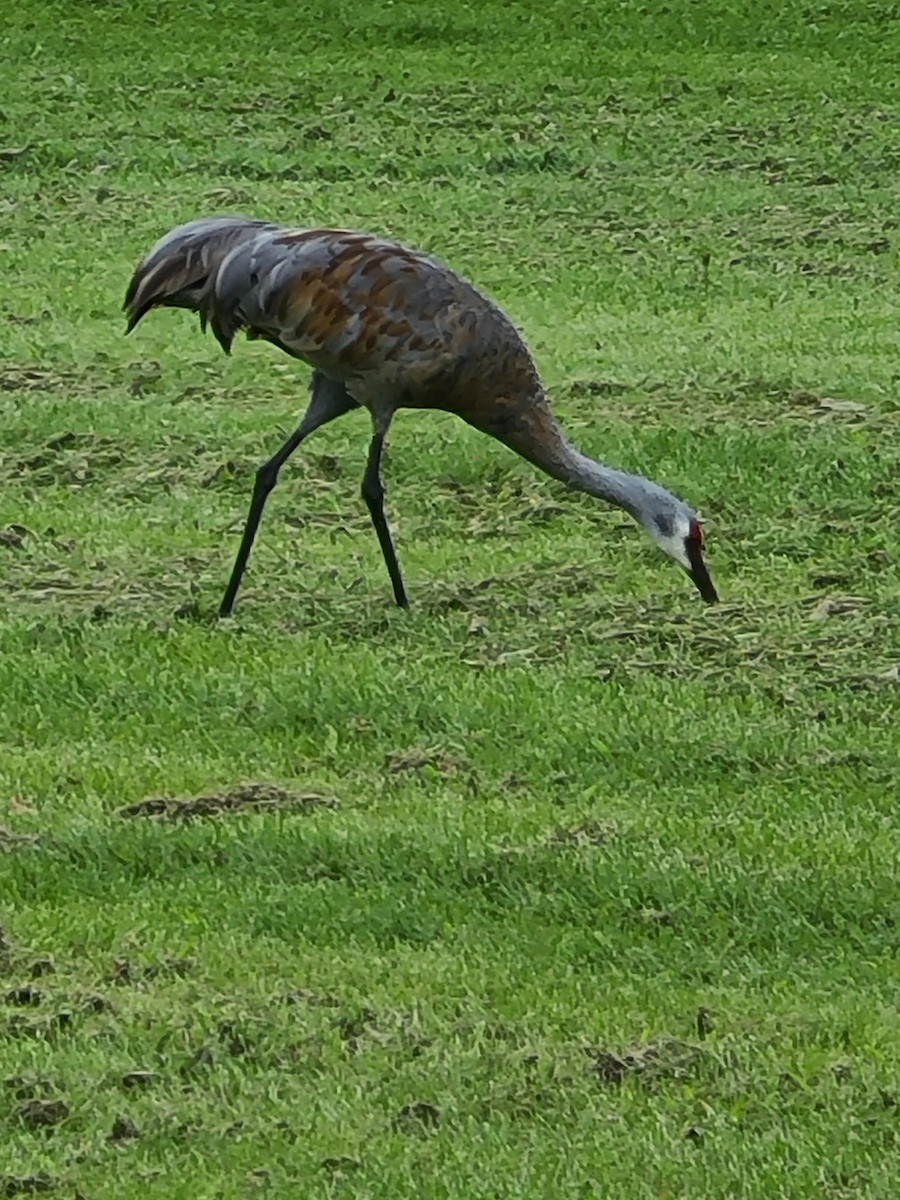 Sandhill Crane - ML480302091