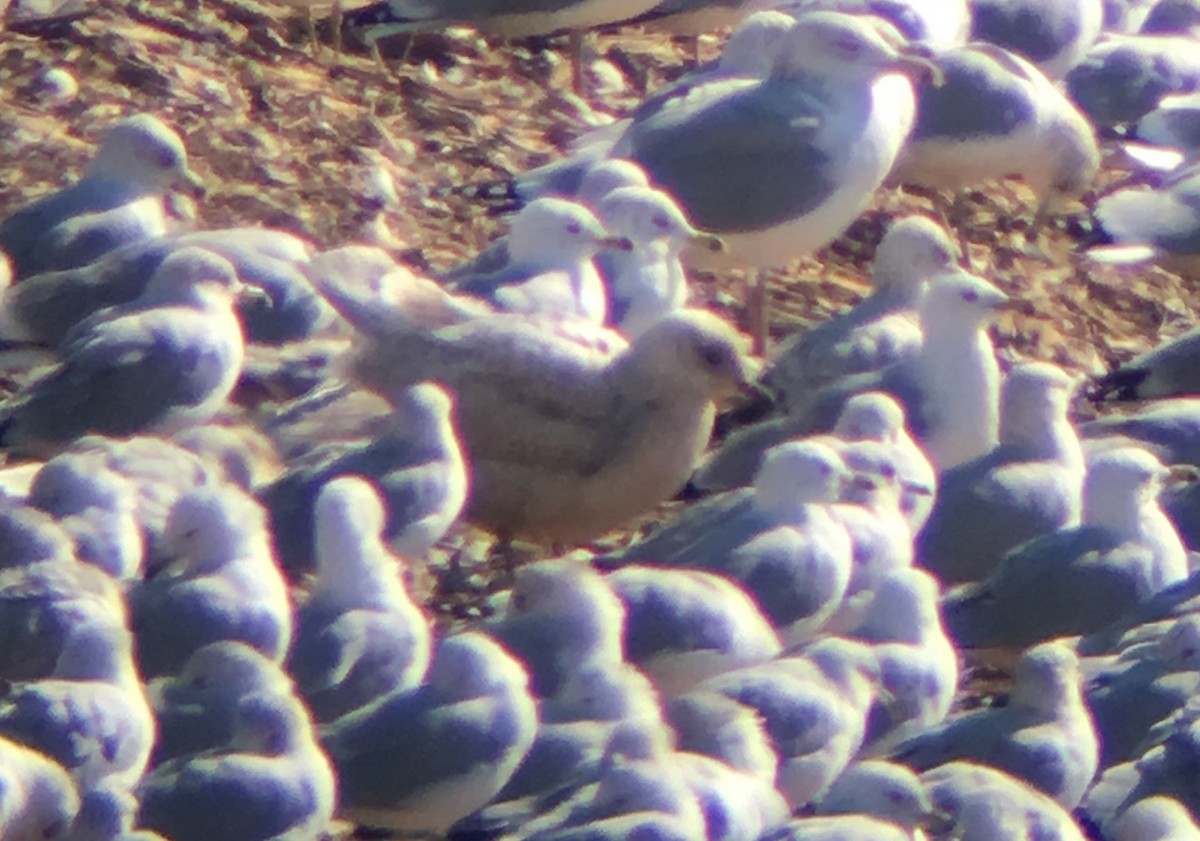 Iceland Gull (kumlieni) - ML48030221