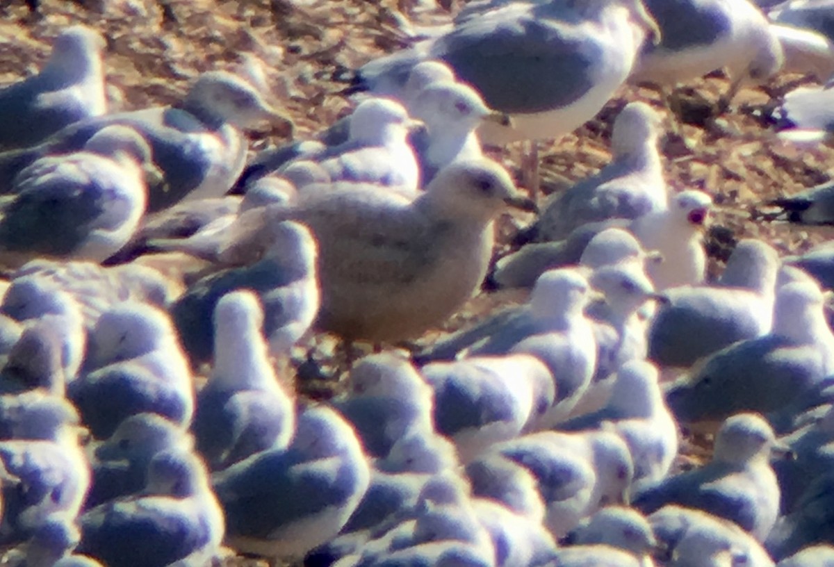 Iceland Gull (kumlieni) - ML48030231