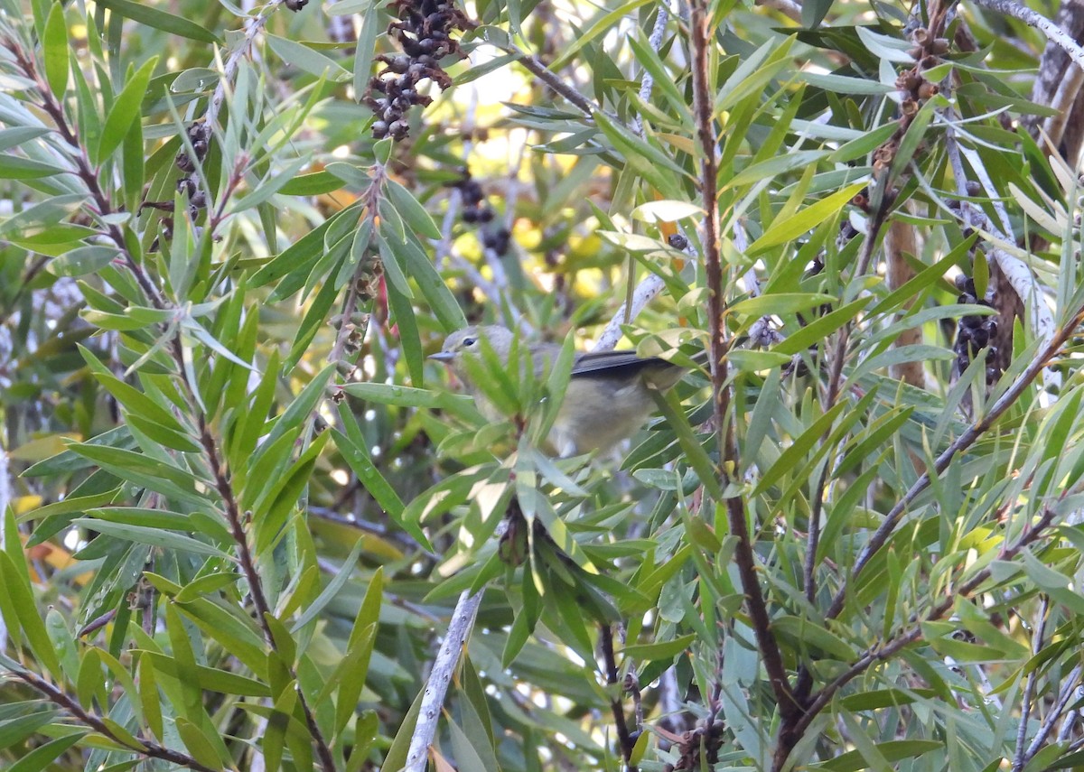 Orange-crowned Warbler - Jeff Miller