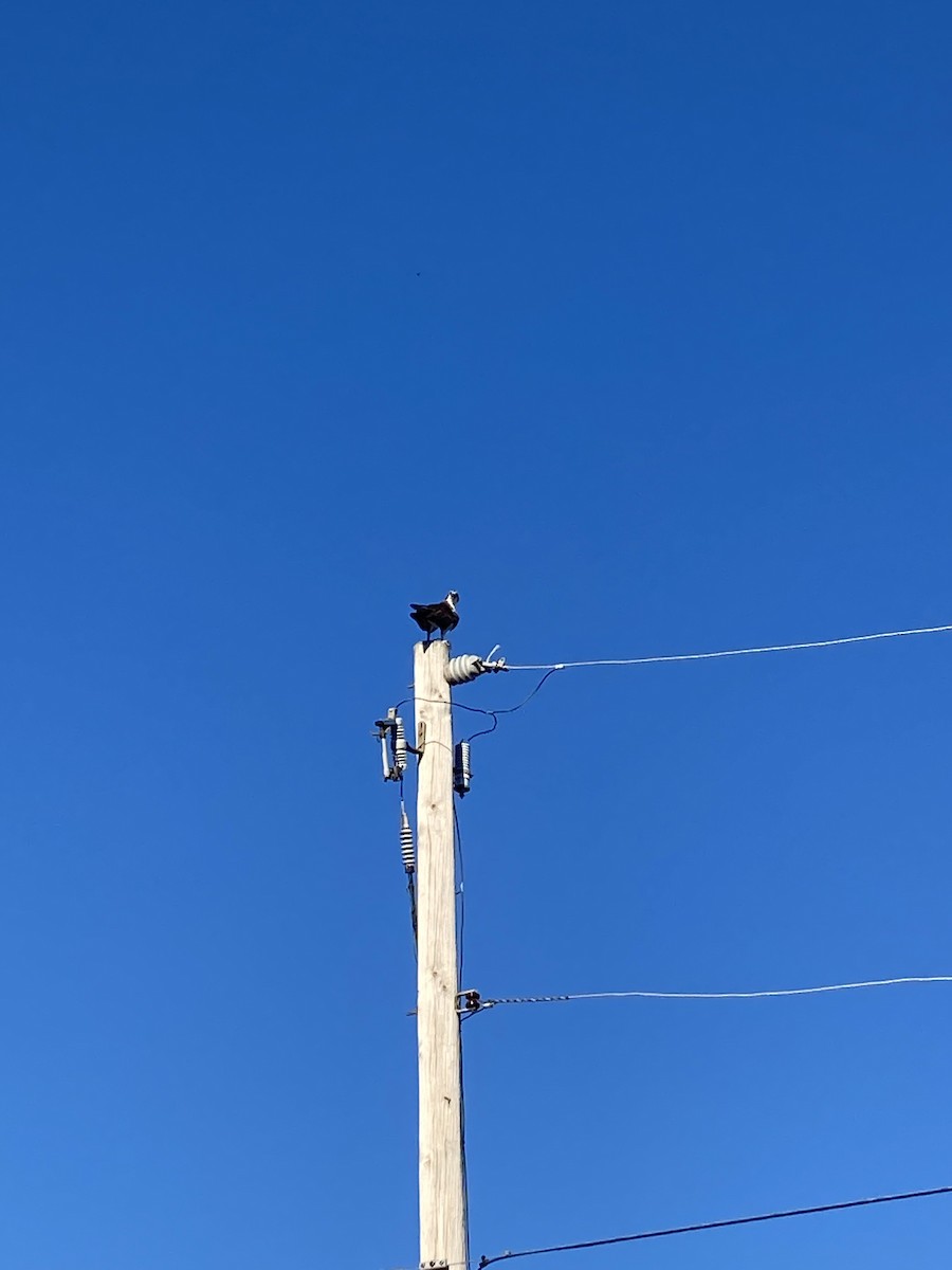 Osprey - ML480303491