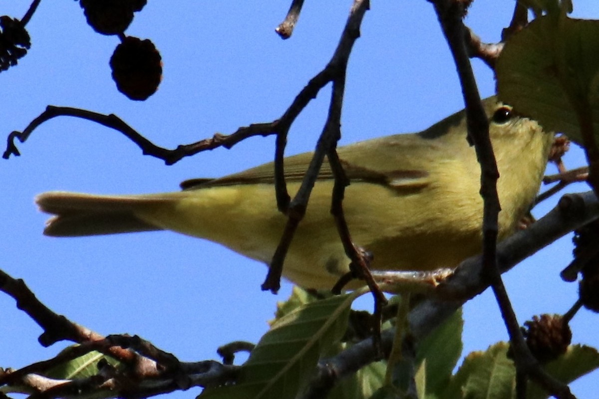 Orange-crowned Warbler - Sam Larkin