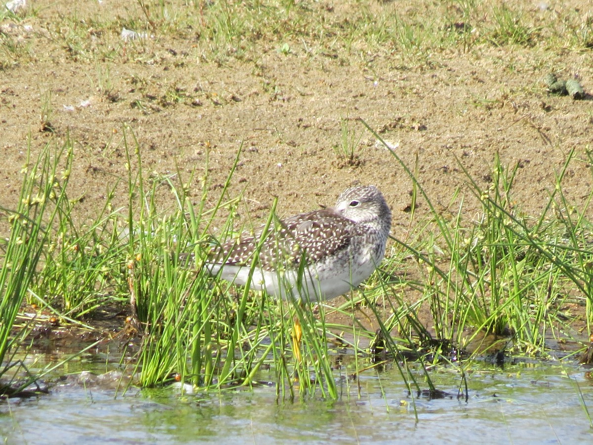 Greater Yellowlegs - ML480305291