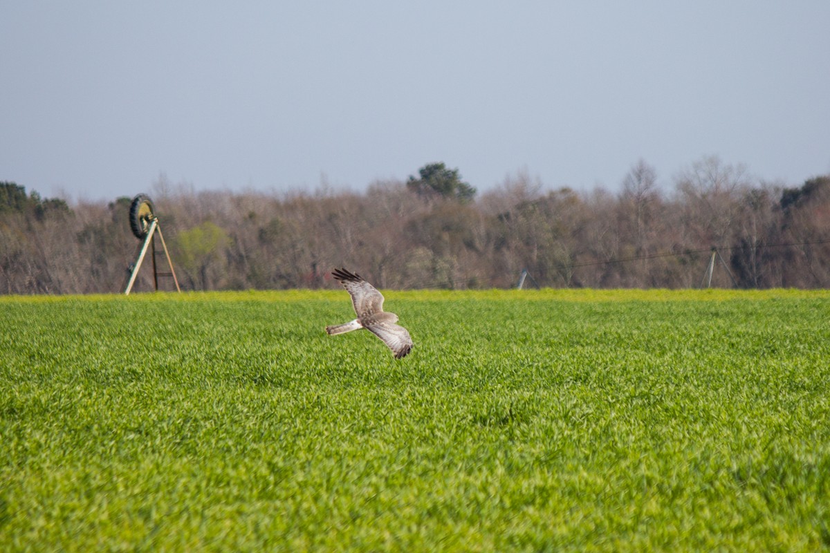 Northern Harrier - ML48030531