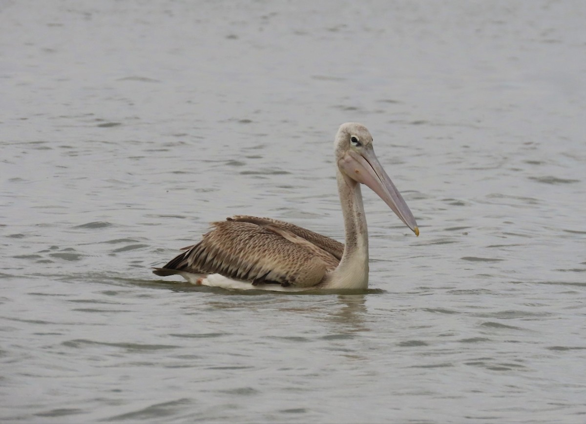 Pink-backed Pelican - ML480305341