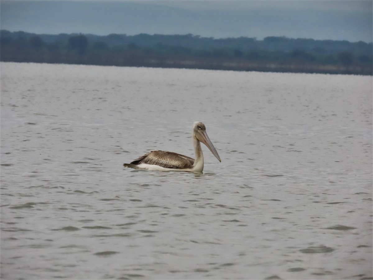 Pink-backed Pelican - ML480305351