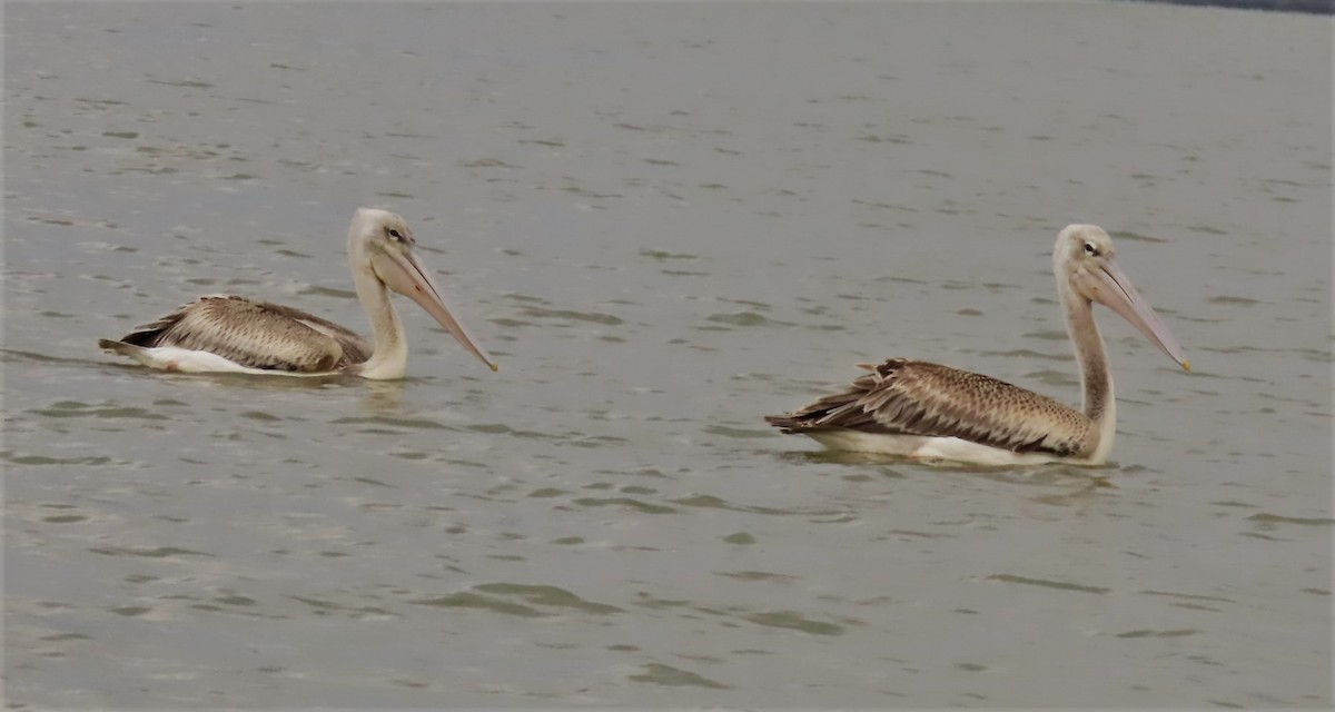 Pink-backed Pelican - ML480305361