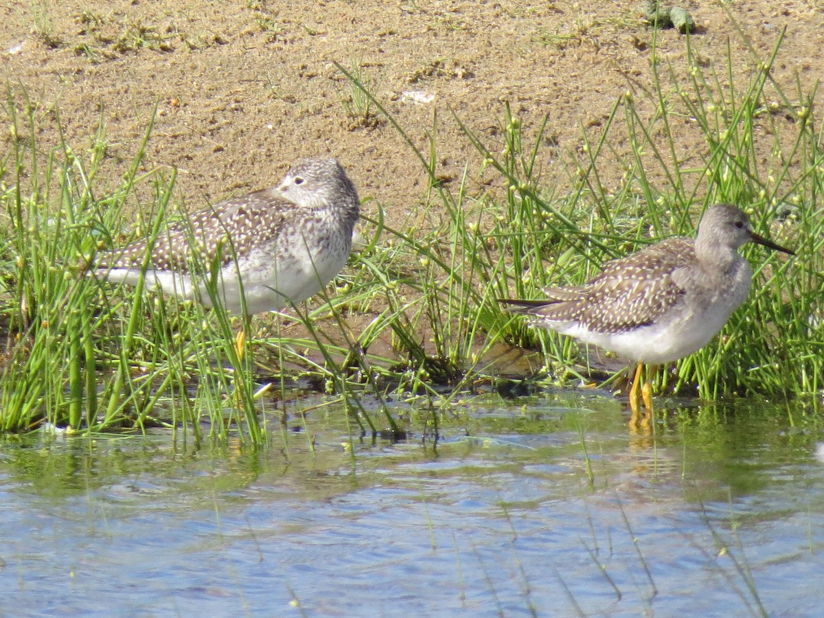 Lesser Yellowlegs - ML480305881