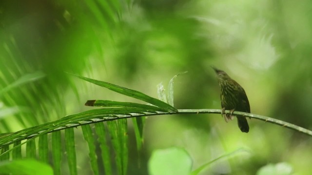 Purple-naped Spiderhunter - ML480306