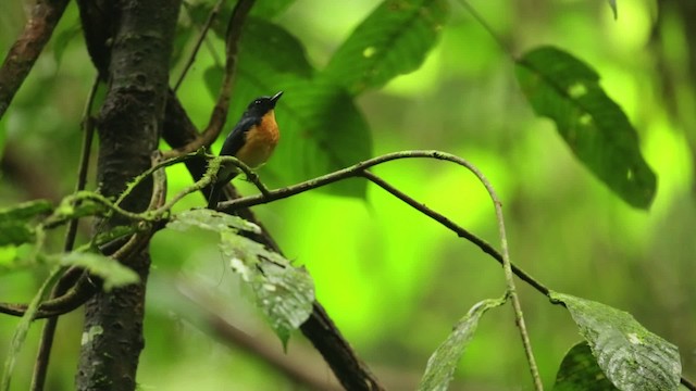 Sunda Blue Flycatcher - ML480307