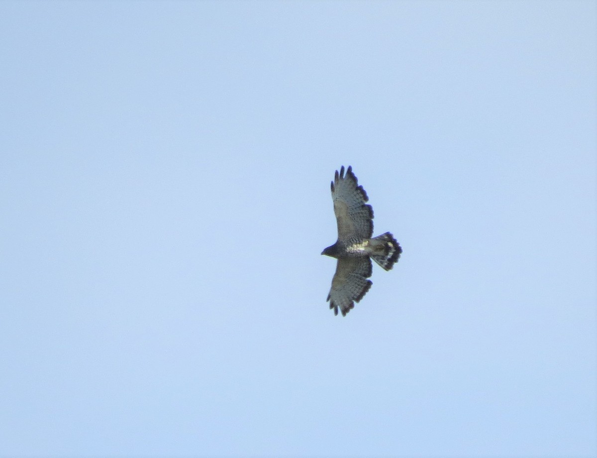 Broad-winged Hawk - ML480308211