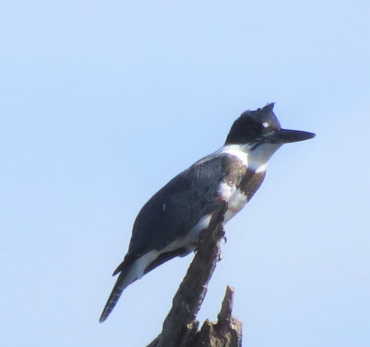 Martin-pêcheur d'Amérique - ML480308561