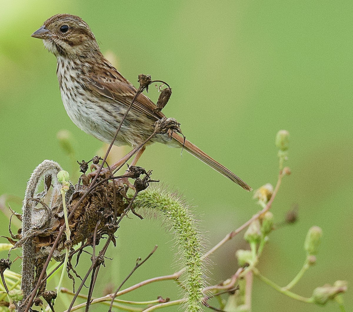 Song Sparrow - Anne Inga