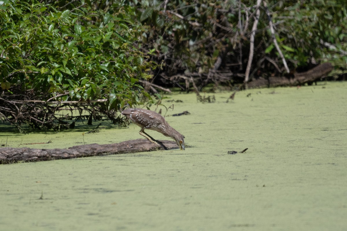 natthegre - ML480308891