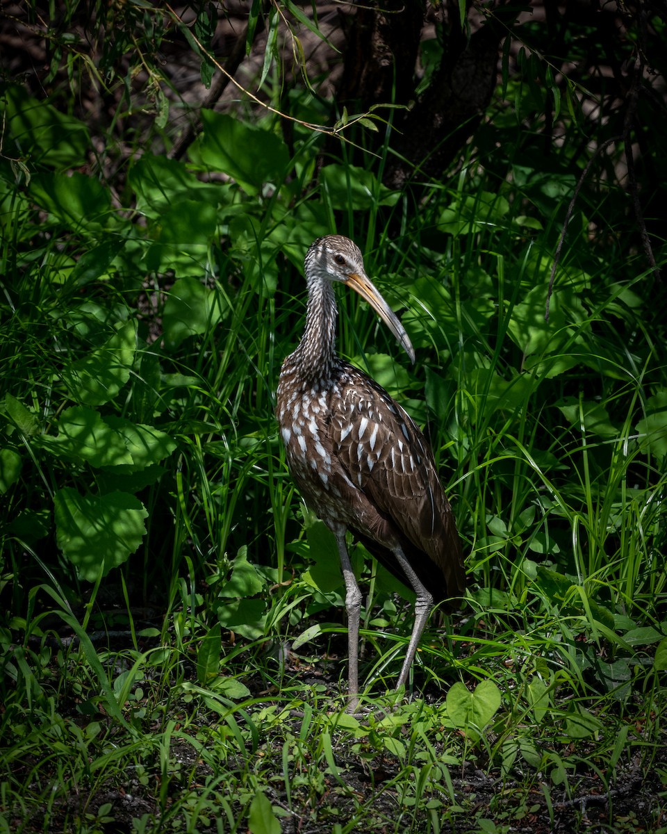 riksetrane - ML480308931