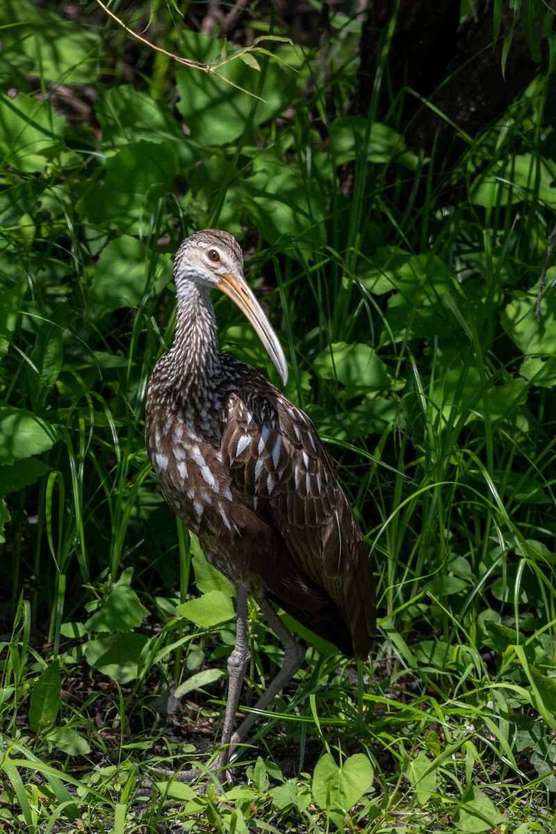 Limpkin - ML480308941