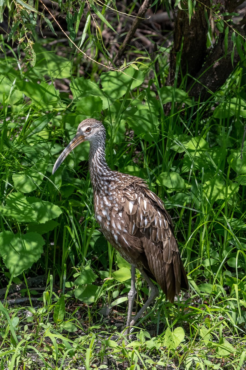 Limpkin - ML480308951